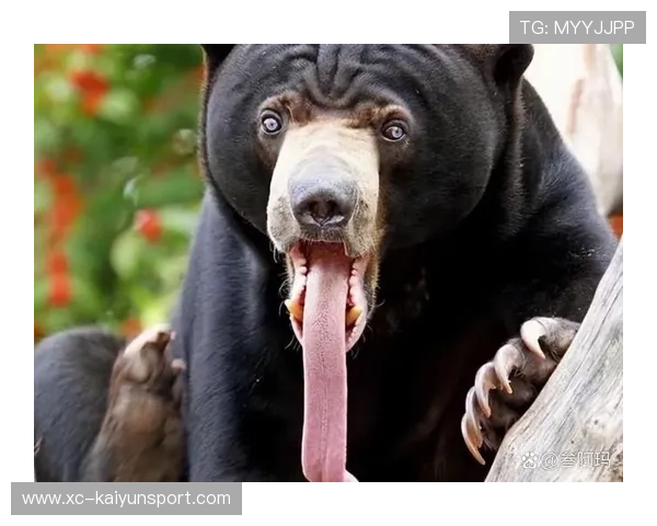 俄罗斯市区突现黑熊，惊动全城，俄罗斯大黑熊什么意思